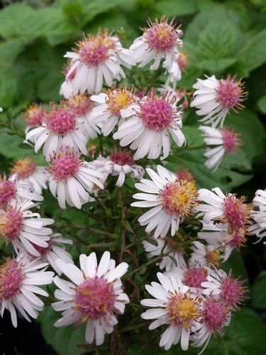 aster lateriflorus chloe|calico aster leaf.